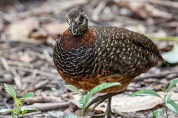 Portrait wildlife bird of Bornean-necklaced Partridge at Sabah, Borneo