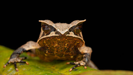 Nature wildlife image of The Bornean Horn Frog (Megophrys Nasuta)