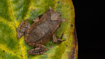 Nature wildlife image of The Bornean Horn Frog (Megophrys Nasuta)