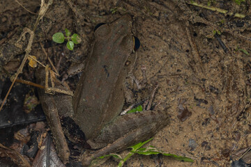 Nature wildlife image of Whitehead’s Torrent Frog (Meristogenys whiteheadi) taken on deep rainforest jungle at Sabah, Borneo