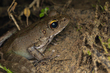 Nature wildlife image of Whitehead’s Torrent Frog (Meristogenys whiteheadi) taken on deep rainforest jungle at Sabah, Borneo
