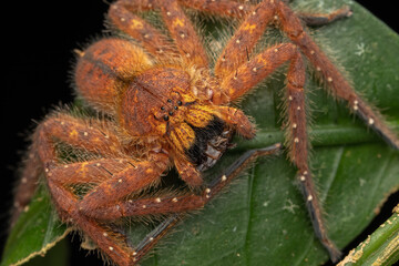 Nature Macro image of a Beautiful male David Bowie Huntsman Spider