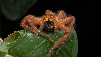 Nature Macro image of a Beautiful male David Bowie Huntsman Spider