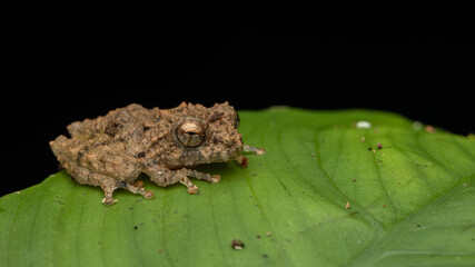 Beautiful Nature image of Mossy Frog of Borneo standing on green leaf