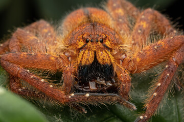 Nature Macro image of a Beautiful male David Bowie Huntsman Spider