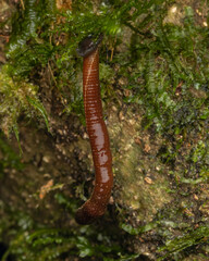 Macro image of standing tiger leech on rainforest jungle at Sabah, Borneo