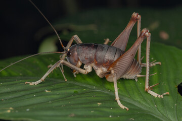 Macro image of Huge cricket insect of Sabah, Borneo Island on green leaf