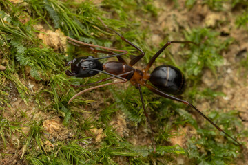 Macro image of Big-headed Ant