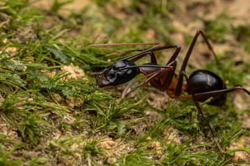 Macro image of Big-headed Ant
