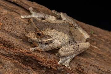 Macro image of beautiful frog of Rhacophorids, Philautus aurantium frog at deep rainforest jungle...
