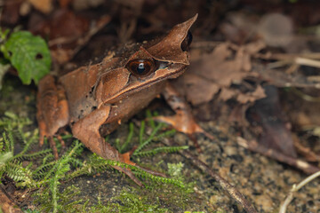 Nature wildlife image of The Bornean Horn Frog (Megophrys Nasuta)