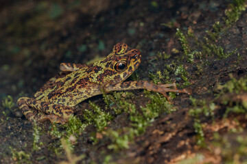 Beautiful wildlife Sabah earless toad also know as the spotted Asian tree toad