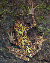 Beautiful wildlife Sabah earless toad also know as the spotted Asian tree toad