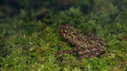 Beautiful wildlife Sabah earless toad also know as the spotted Asian tree toad