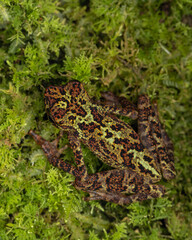 Beautiful wildlife Sabah earless toad also know as the spotted Asian tree toad