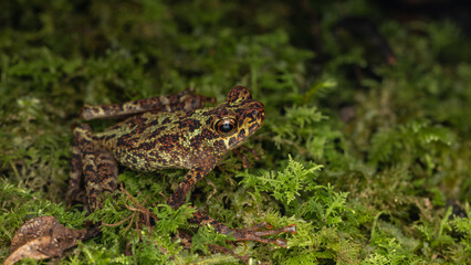 Beautiful wildlife Sabah earless toad also know as the spotted Asian tree toad