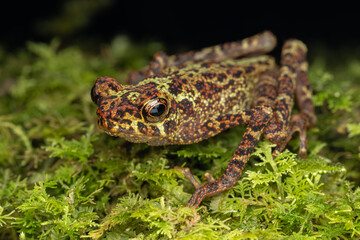 Beautiful wildlife Sabah earless toad also know as the spotted Asian tree toad