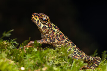 Beautiful wildlife Sabah earless toad also know as the spotted Asian tree toad
