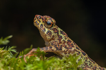 Beautiful wildlife Sabah earless toad also know as the spotted Asian tree toad
