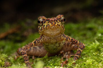 Beautiful wildlife Sabah earless toad also know as the spotted Asian tree toad
