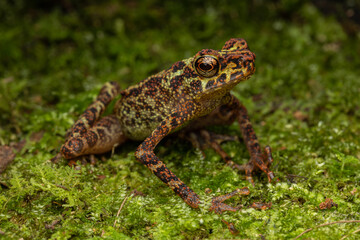 Beautiful wildlife Sabah earless toad also know as the spotted Asian tree toad