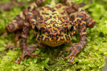 Beautiful wildlife Sabah earless toad also know as the spotted Asian tree toad