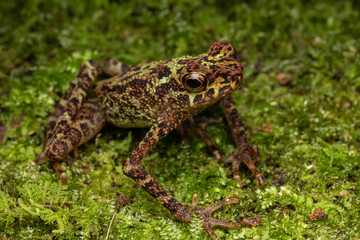 Beautiful wildlife Sabah earless toad also know as the spotted Asian tree toad
