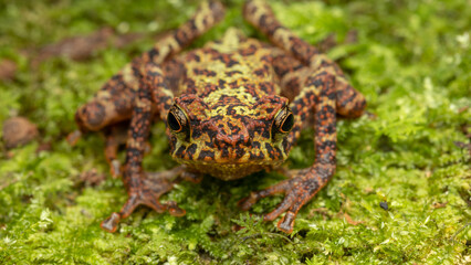 Beautiful wildlife Sabah earless toad also know as the spotted Asian tree toad
