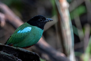 Nature Wildlife image of Borneo Hooded Pitta (Pitta sordida mulleri) on Rainforest jungle