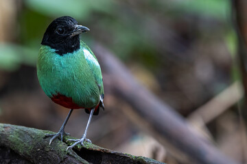 Nature Wildlife image of Borneo Hooded Pitta (Pitta sordida mulleri) on Rainforest jungle