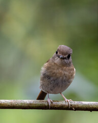 Fulvous-chested Jungle-Flycatcher (Rhinomyias olivacea) Borneo Island.