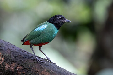 Nature Wildlife image of Borneo Hooded Pitta (Pitta sordida mulleri) on Rainforest jungle