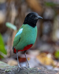 Nature Wildlife image of Borneo Hooded Pitta (Pitta sordida mulleri) on Rainforest jungle