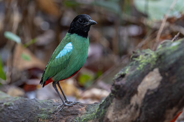 Nature Wildlife image of Borneo Hooded Pitta (Pitta sordida mulleri) on Rainforest jungle