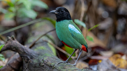 Nature Wildlife image of Borneo Hooded Pitta (Pitta sordida mulleri) on Rainforest jungle