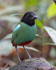 Nature Wildlife image of Borneo Hooded Pitta (Pitta sordida mulleri) on Rainforest jungle