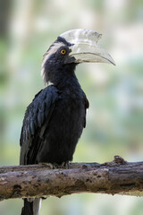 Oriental pied hornbill(Anthracoceros albirostris) stair at us on the branch in nature