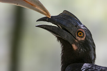 Nature wildlife close-up image of Female black Hornbill bird
