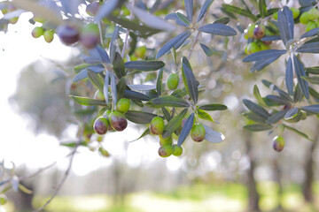 Olive tree branch in Tuscany, Italy