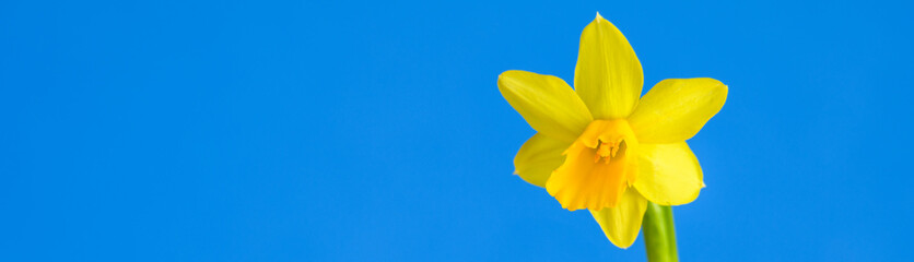 Cheerful bright yellow daffodil flower blooming against a blue background, happy Easter in the springtime
