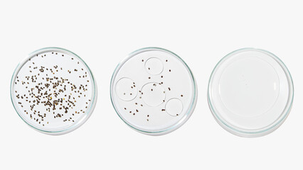 Petri dishes with transparent color gel and seeds on a light background. Plant seeds, botany, bioengineering. Glassware. Liquid. Study.