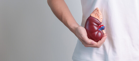 woman holding Anatomical human kidney Adrenal gland model. disease of Urinary system and Stones,...