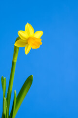 Cheerful bright yellow daffodil flower blooming against a blue background, happy Easter in the springtime
