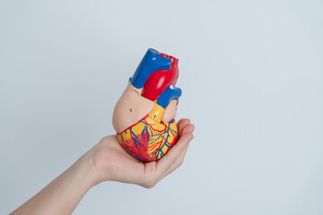 Woman holding human Heart model. Cardiovascular Diseases, Atherosclerosis, Hypertensive Heart,...