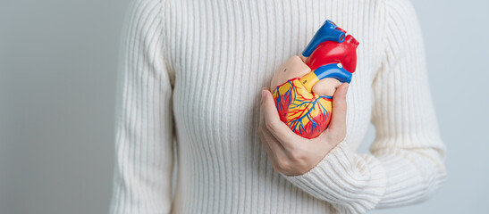 Woman holding human Heart model. Cardiovascular Diseases, Atherosclerosis, Hypertensive Heart,...