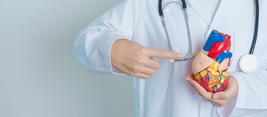 Doctor holding human Heart model. Cardiovascular Diseases, Atherosclerosis, Hypertensive Heart,...