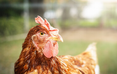 Portrait of a brown hen on a farm