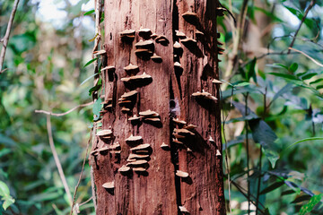 Bu Gia Map national park in Binh Phuoc province, Vietnam, one of the favorite adventure forest trekking sites