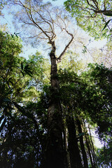 Bu Gia Map national park in Binh Phuoc province, Vietnam, one of the favorite adventure forest trekking sites