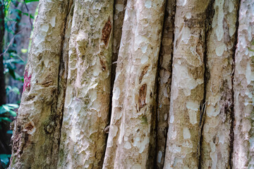 Bu Gia Map national park in Binh Phuoc province, Vietnam, one of the favorite adventure forest...